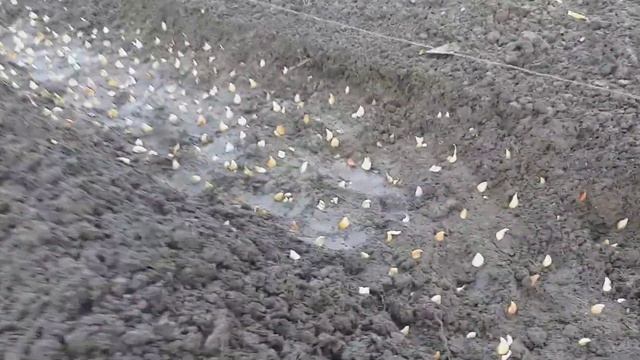 Как мы сажаем тюльпаны детки смотреть онлайн