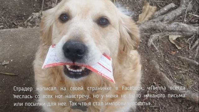 НЕВЕРОЯТНАЯ ИСТОРИЯ: КАК ПОЧТАЛЬОН ПИСАЛ СОБАКЕ ПИСЬМА, ЧТОБЫ ОНА НЕ РАССТРАИВАЛАСЬ смотреть онлайн