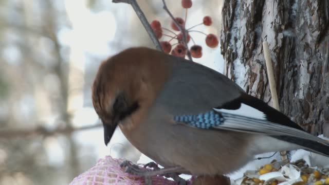 Сойка и мешочек сала