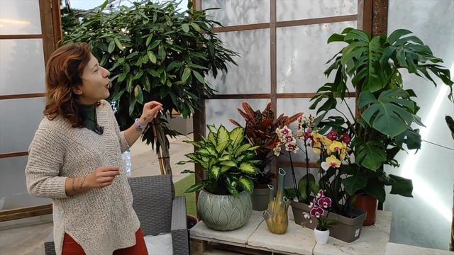 Come Abbinare 5 Piante Da Interno