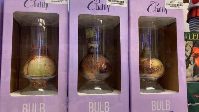 Amaryllis are the CLASSIC CHRISTMAS FLOWER! смотреть онлайн