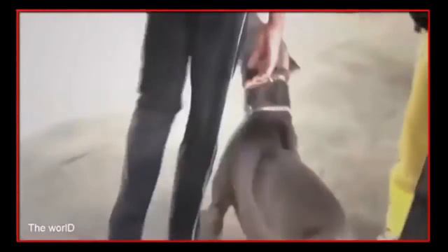 ПИТБУЛЬ ПРОТИВ ЧЕЛОВЕКА./PITBULL AGAINST HUMAN. смотреть онлайн