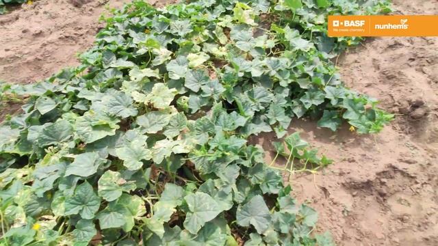 Сибат F1 и Проскор F1 - гибриды огурца для открытого грунта. Новинки селекции Nunhems. смотреть онлайн