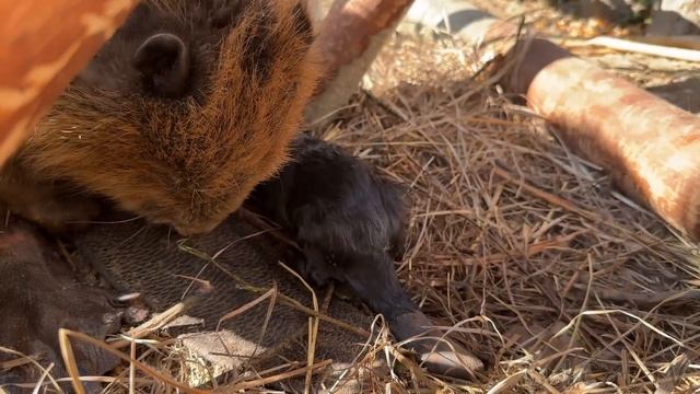 ШОК! Раненая бобриха РОДИЛА! Впервые увидела новорожденного бобренка! смотреть онлайн