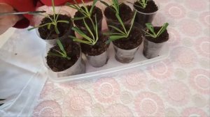 Гвоздика ампельная вегетативная Размножение