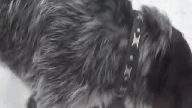 Дратхаар и лопата смотреть онлайн