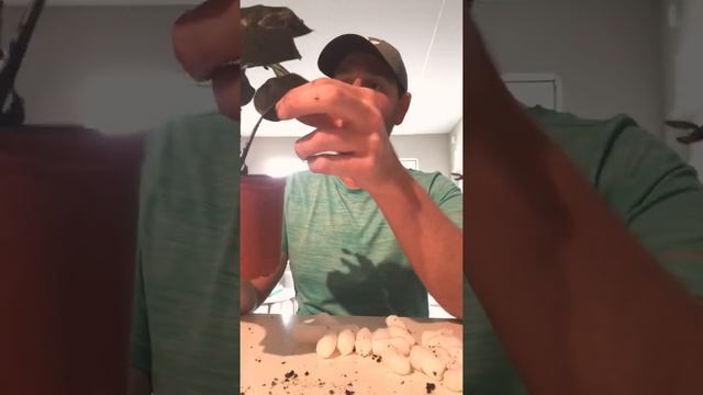 Calathea white star unboxing смотреть онлайн