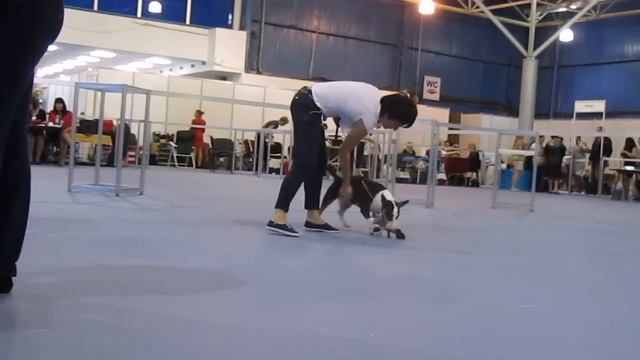 PEPERONI ADAMANT-UA 27.09.2015 IDS Moldova 2*CACIB, смотреть онлайн