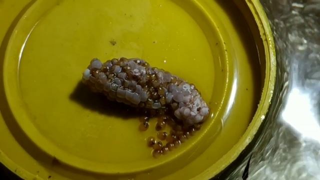 Ампулярии-отчет. смотреть онлайн