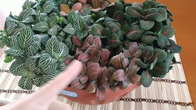 Фиттония на подоконнике - 2 часть. Фиттония микс - посмотрите какая красота смотреть онлайн