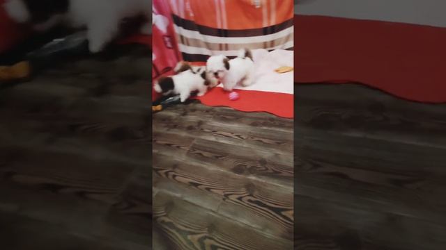 Ши-тцу Малыши ?#kennelkingdomisinroksolanakh #Shihtzu #шитцу #Shihtzuwelpen #fannydog смотреть онлайн