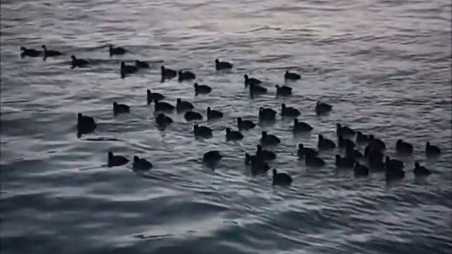 Чайки охотятся на лысух смотреть онлайн