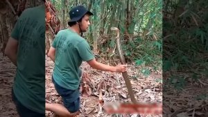 ловля змей руками