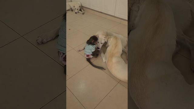 Обидели Никушу собачки, лапкой задели🤣аферистка... смотреть онлайн