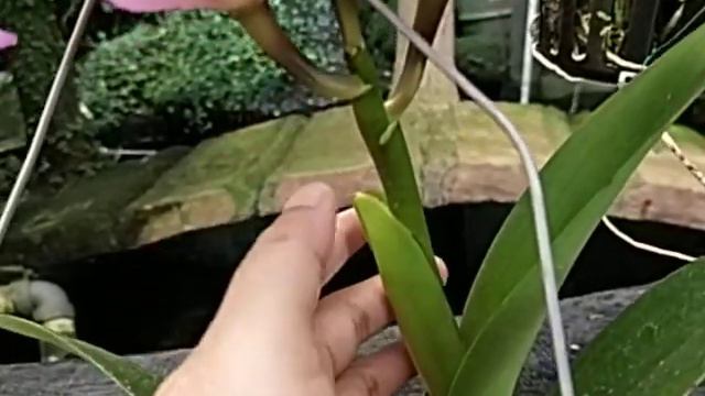 Rhyncholaeliocattleya Chief Pink 'Diana'
