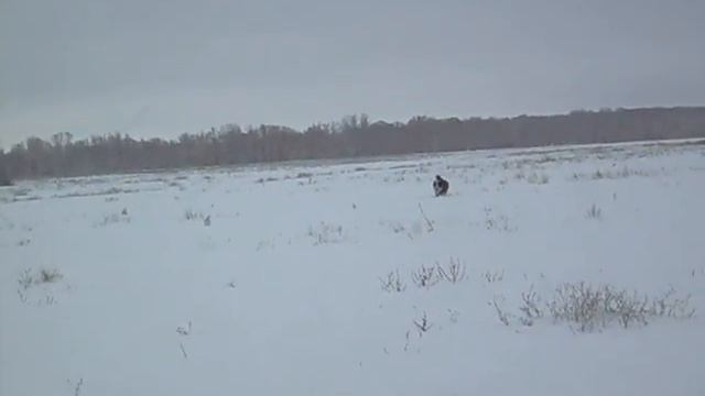 Бернский зенненхунд смотреть онлайн