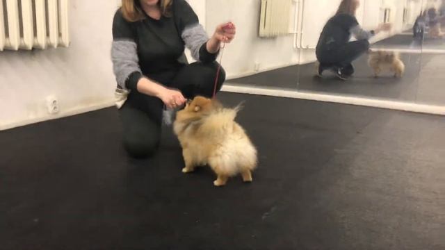 Занятие по Хендлингу с Померанским Шпицем смотреть онлайн