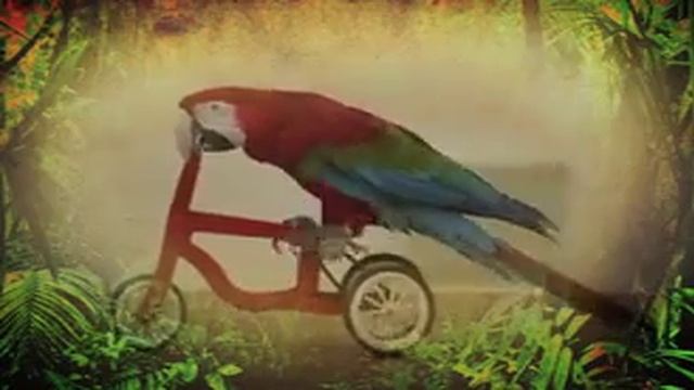 Pafos Zoo смотреть онлайн