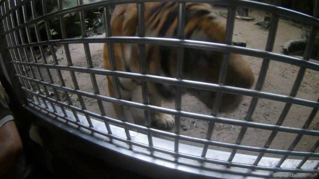 Паттайя май 2018 Кхао Кхео зоопарк 7 часть смотреть онлайн