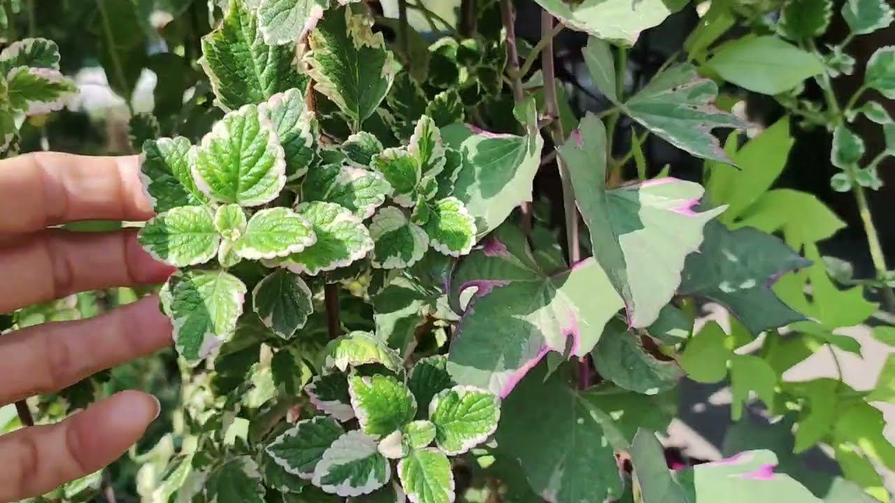 Как легко и быстро сохранить ипомею батат и плектрантус ампельный зимой до весны в домашних условиях смотреть онлайн