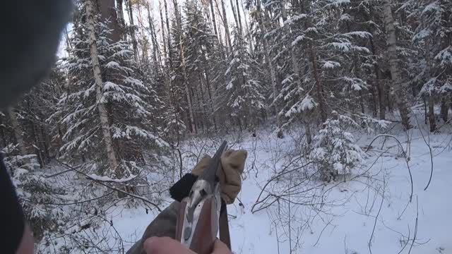 Русская гончая Побудка (Стрелка) (1 год 8 месяцев). Охота на зайца беляка по снегу. Снова промах