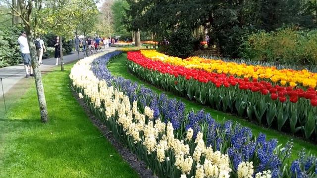Kleuren Tulipen en Hyacinten 🌷 Colourful Tulips and Hyacinths. Keukenhof 🌷. смотреть онлайн