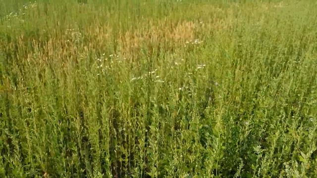 Как нельзя работать. Озимая пшеница. Где-то в Ульяновской области. смотреть онлайн