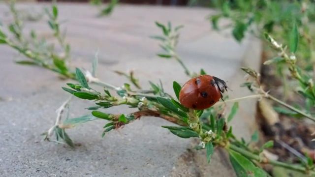 Один день из жизни Божьей коровки смотреть онлайн