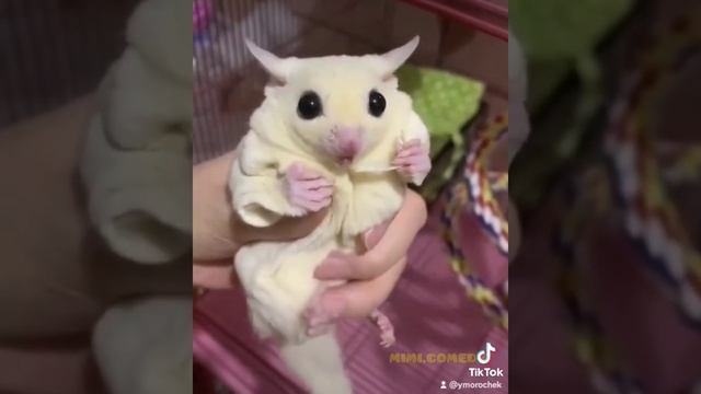 милота. что за зверёк? смотреть онлайн