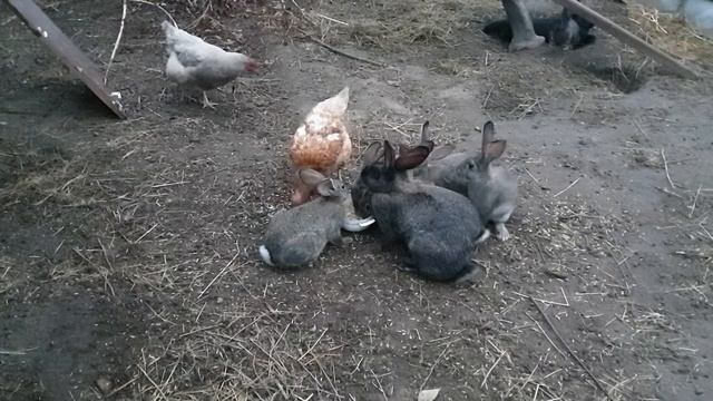 Кролики после дождя! Обзор маточника! Потеря!!! Интересная жизнь/кролики в вольере летом! смотреть онлайн