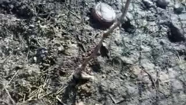 виноград в открытом грунте 21 апреля 2017 смотреть онлайн