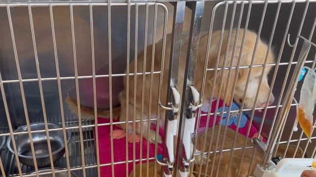 The Dog Reluctantly Bids Farewell To Its Owner, And Looks At The Distant Figure And Cries