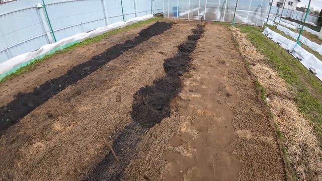 Высаживаю саженцы винограда. А может ещё рано? Март 2024г. смотреть онлайн