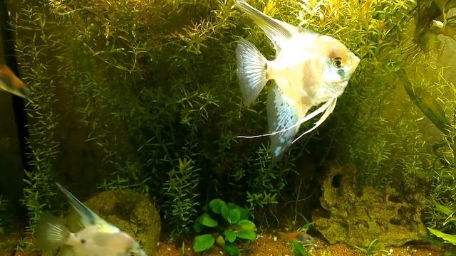 Pterophyllum scalare Paraiba Angelfish смотреть онлайн