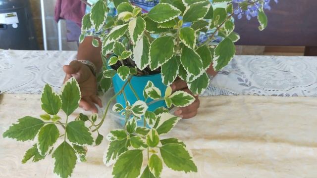 Swedish Ivy (Plectranthus Cloides Variegata) смотреть онлайн