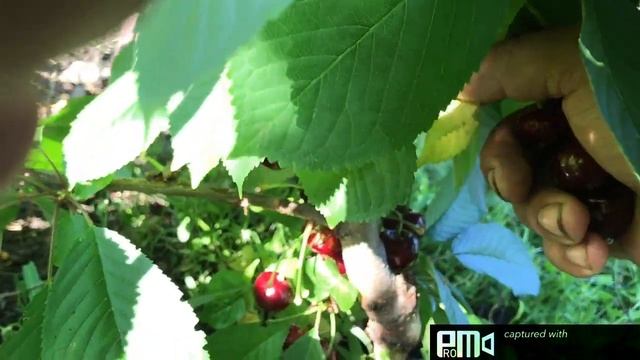 Черешня Ласточка смотреть онлайн