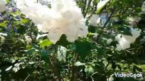 Ботанический сад , древовидные пионы .