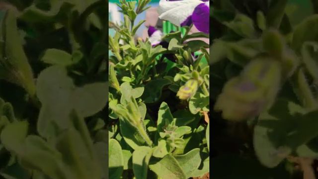 Gazania & Petunia Winter Plant Care  How To Save In Summer Also