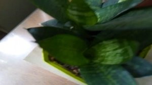 Сансевиерия приметы и суеверия. Можно ли тёщин язык держать дома?