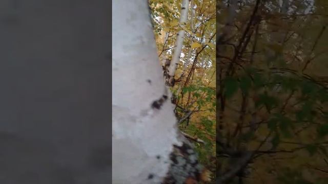 РУНОЦЕНТР.РУНОГРАФИКА.ЭПИЦЕНТРИЯ представляет: РУНА БЕРКАНА-Руна Роста. смотреть онлайн