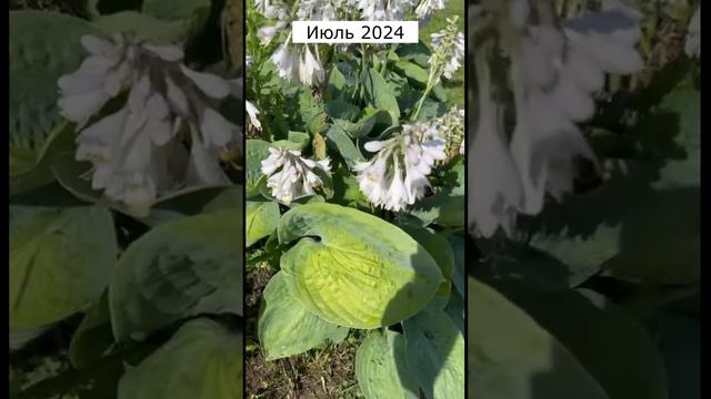 Теперь растения покупаю только по списку)