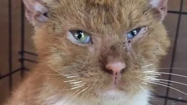 Слепой кот плакал как младенец и он даже не надеялся на помощь ,ну только посмотрите что произошло смотреть онлайн