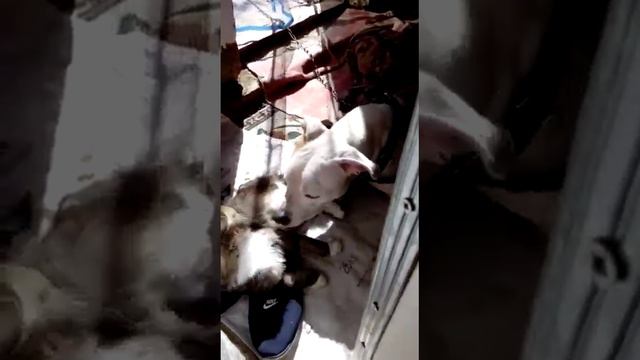 Стафф и кот= дружба и любовь 🥰 смотреть онлайн