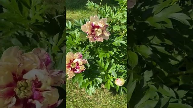 Пион Лоллипоп (Paeonia Lollipop). Цветение 2021 г. смотреть онлайн