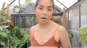 Anthurium Seeds | Care & Repot | Sam's Greenhouse