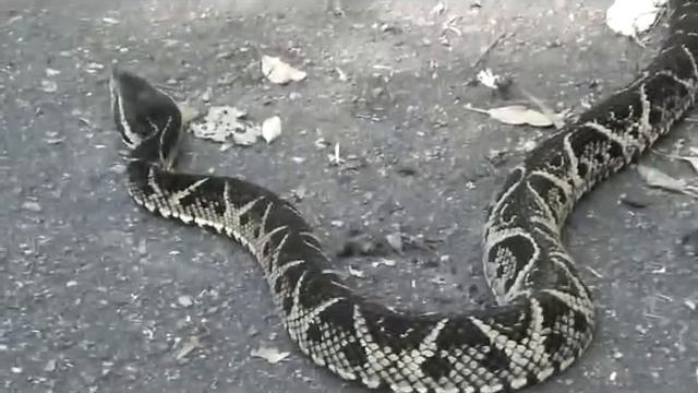 Jararacussu , na Floresta da Tijuca-11.12.11 смотреть онлайн