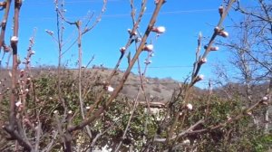 Сохранить урожай абрикоса и персика от весенних заморозков