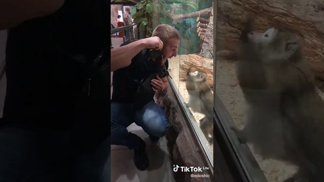 Лайки и подписки взаимно! #смешные #животные #фейлы #смешныеживотные #угар #ржака #коты #собаки смотреть онлайн