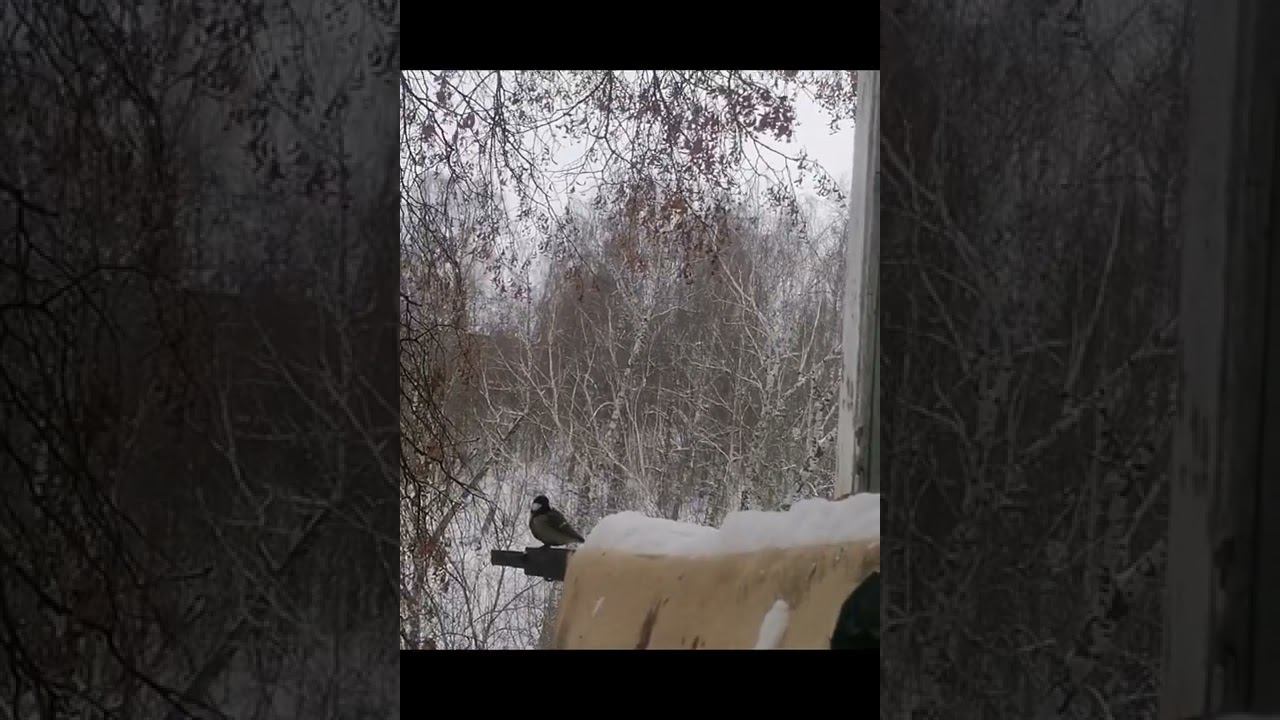 Синички🐦💖 смотреть онлайн