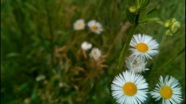 Полевые Ромашки, белые ромашки цветут смотреть онлайн